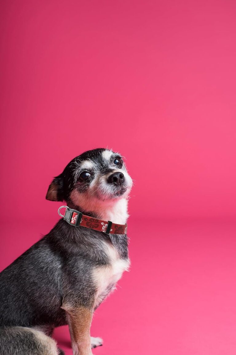 71vuzvwtKwL._AC_SL1500_