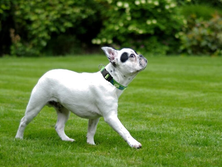 81AN5zSLAvL._AC_SL1500_