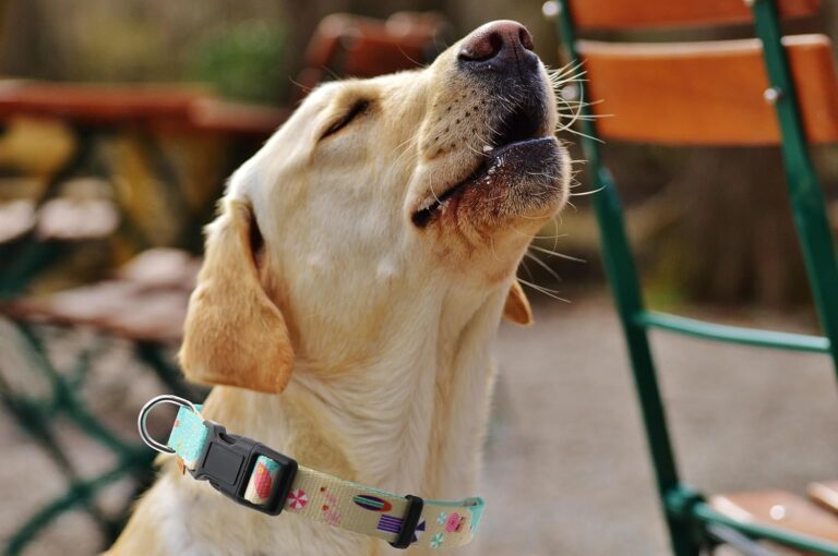 81nywNabRaL._AC_SL1500_